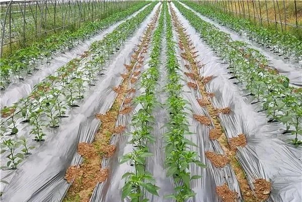 GB13735-2017聚乙烯吹塑農(nóng)用地面覆蓋薄膜測試項目